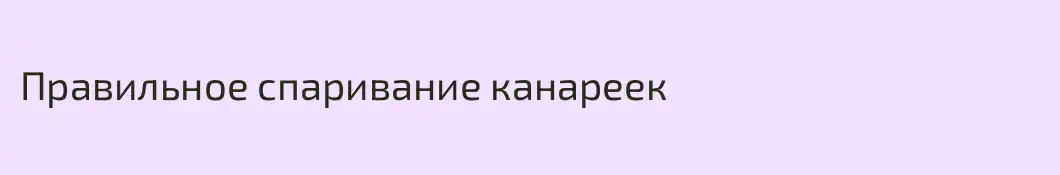 Правильное спаривание канареек